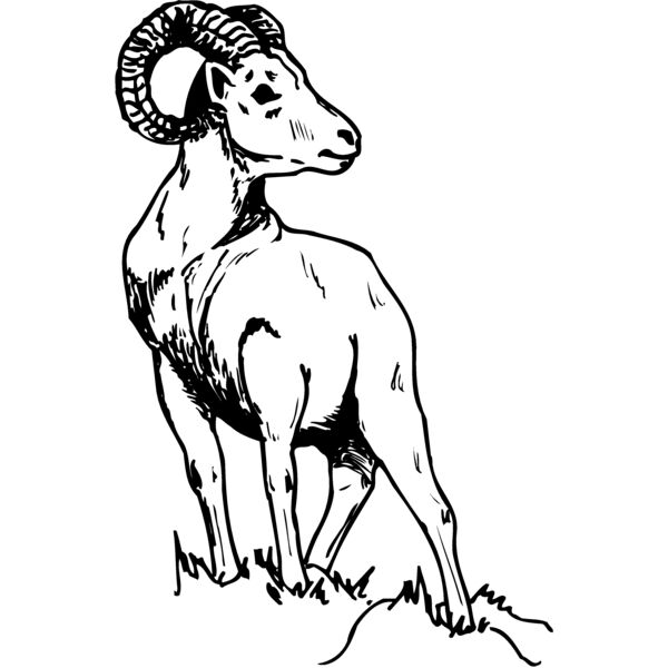 RAM008 Thumbnail