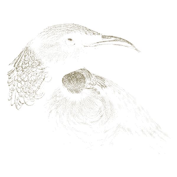 Tui Bird Thumbnail
