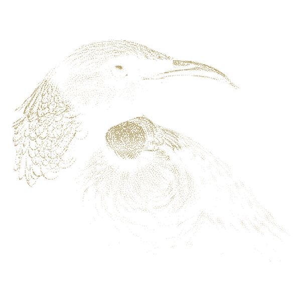 Tui Bird Thumbnail